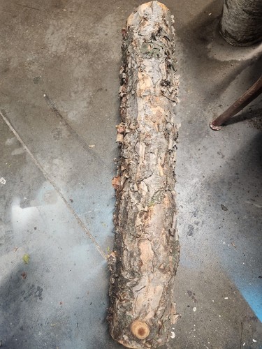 Birch wood logs - birch,
